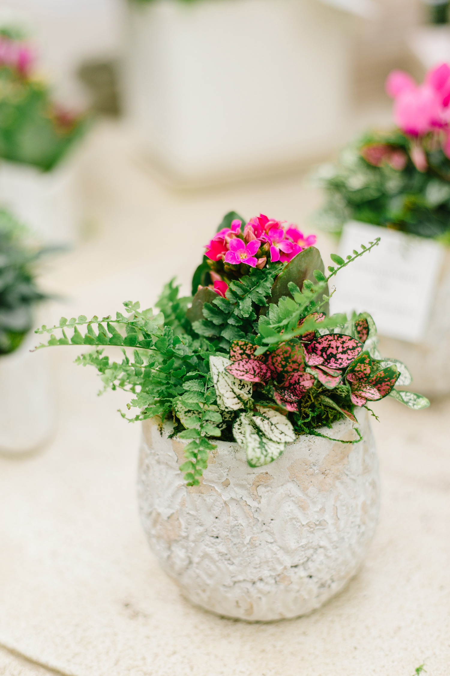 Utah Photographer Greenhouse